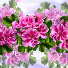 Flowers, geraniums, graphics, Pink