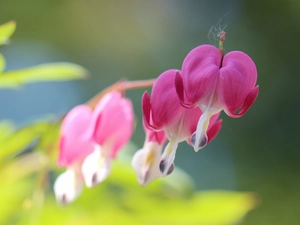 Flowers, Bleeding Heart, Pink