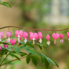 Flowers, Bleeding Heart, Pink