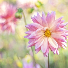 Flowers, Dalia, rapprochement, Pink