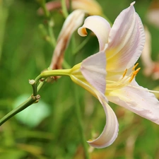 lily, Pale pink