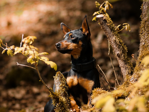 Plants, Leaf, miniature Pinscher, trees, dog