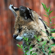 plant, Serval, profile