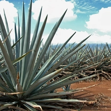 agave, plantation