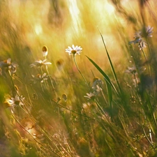 daisy, grass, Plants, Meadow