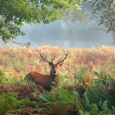 deer, fern, trees, Plants