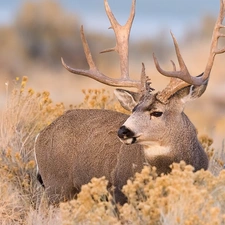 Plants, deer, dry