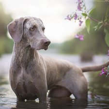 Plants, Flowers, Weimaraner, water, dog