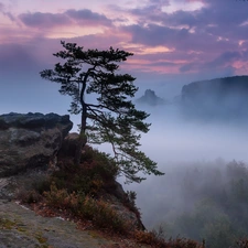 morning, Plants, Fog, pine, rocks