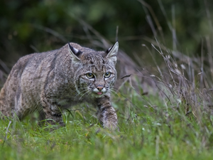 Plants, Bobcat, grass
