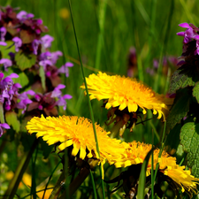 Lamium Purple, Meadow, sow-thistle, green, Common Dandelion, Plants