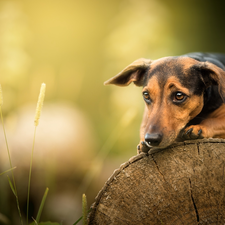 plants, dog, log