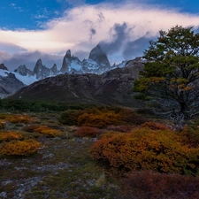 Plants, trees, Patagonia, Yellowed, Mountains, Los Glaciares National Park, Argentina