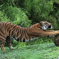 Plants, tiger, Stone