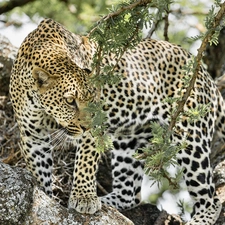 plants, Leopards, Stones