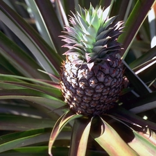 ananas, plume