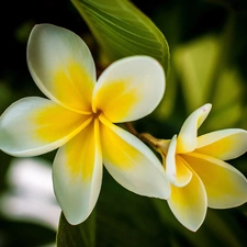 Plumeria