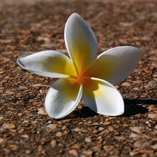 flower, Plumeria