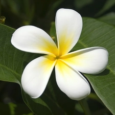 Plumeria