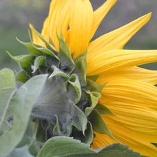 Pluskwiak, Sunflower, fly