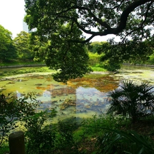 Park, viewes, Pond - car, trees