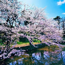 Spring, trees, Pond - car, flourishing