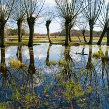 pool, willow, reflection