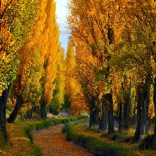 Poplars, autumn, Path