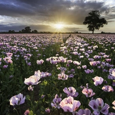 Field, poppy