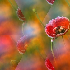 Poppy Field, illusion