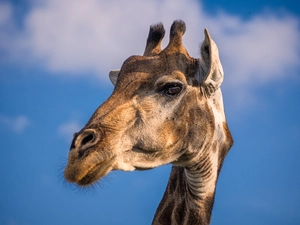 portrait, giraffe, Sky