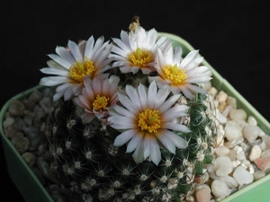 Cactus, Flowers, pot, White