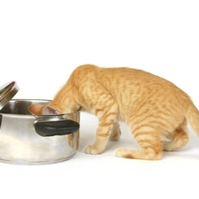 pot, hungry, cat