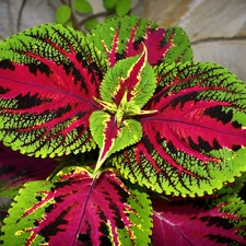 Colourfull Flowers, colors, Coleus, pot