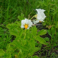 potato, flower, Bush