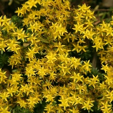 Potentillas, Yellow, Flowers