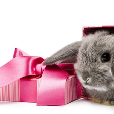 Rabbit, bow, Present, Box