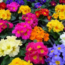 Primrose, color, Flowers