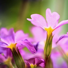 Colourfull Flowers, primrose, primrose