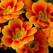 Orange, primrose
