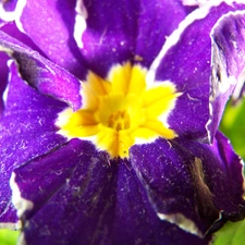 Violet, primrose