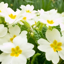 White, primrose