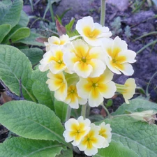yellowish, primrose