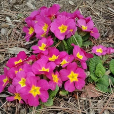 Spring, pink, Primroses, clump