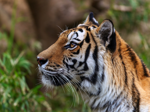 profile, tiger, moustache