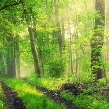 Fog, Przebijające, luminosity, ligh, flash, Way, forest, sun