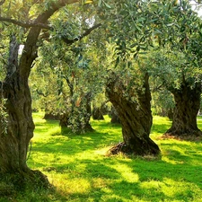 grass, Przebijające, luminosity, ligh, flash, olive, Grove, sun