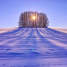 trees, snow, Przebijające, sun, viewes, Field