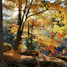 trees, Przebijaj?ce, luminosity, ligh, flash, Autumn, forest, sun