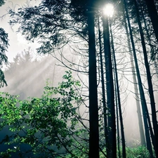 viewes, Przebijające, luminosity, ligh, flash, trees, forest, sun